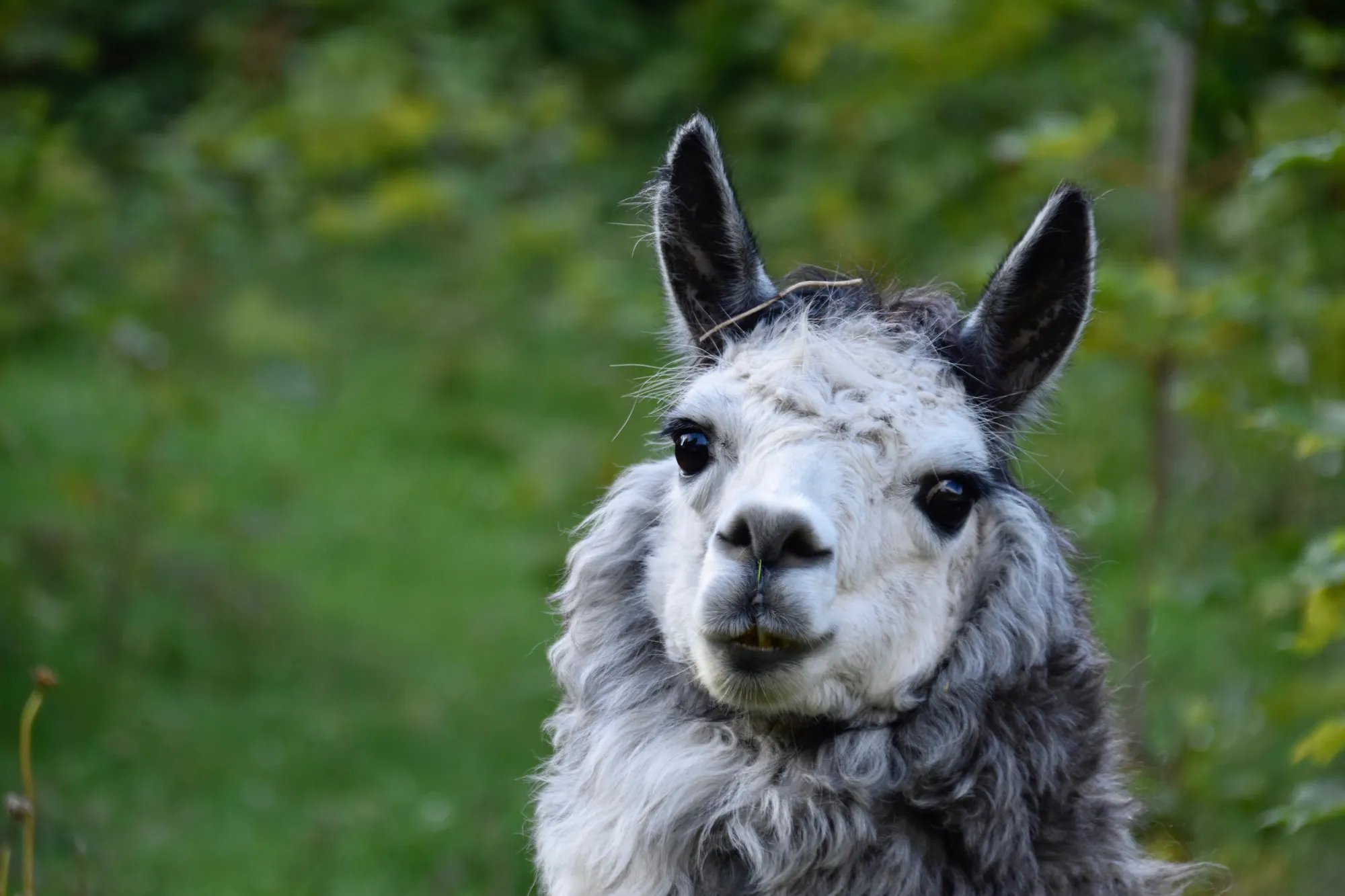 Premium forage replacement for alpacas
