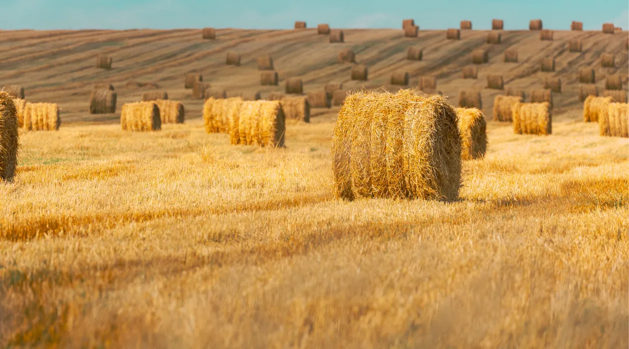 Haystacks in the field