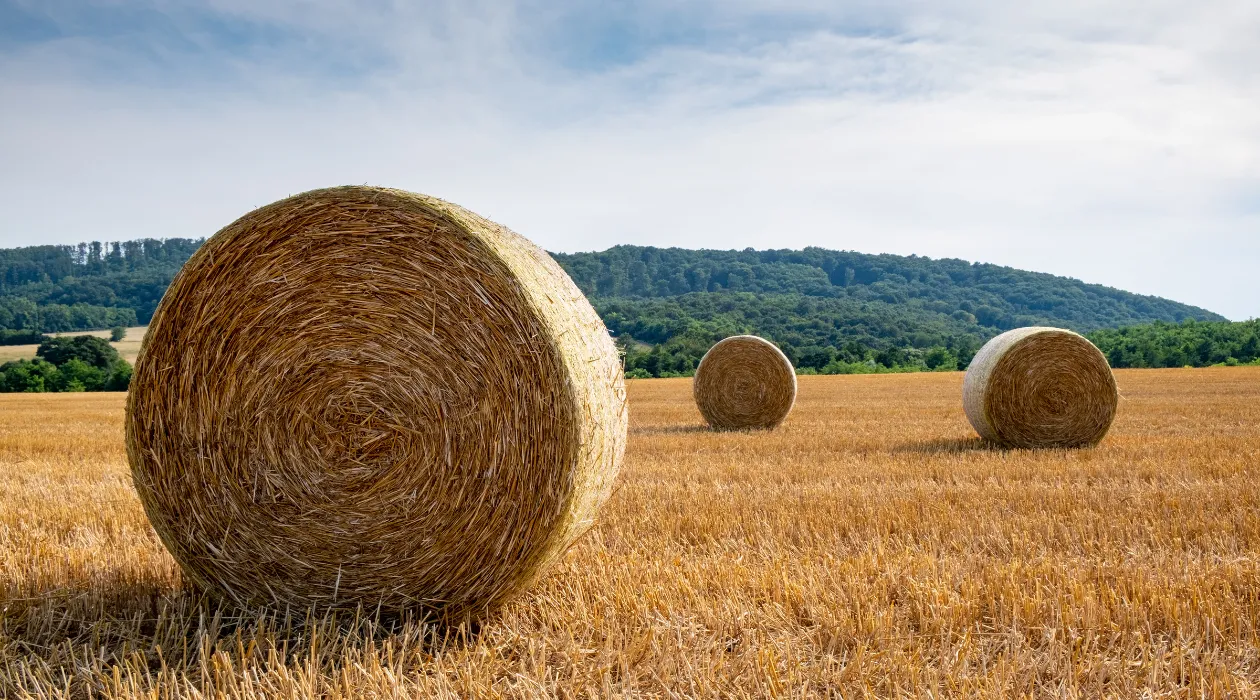 Hay in the field