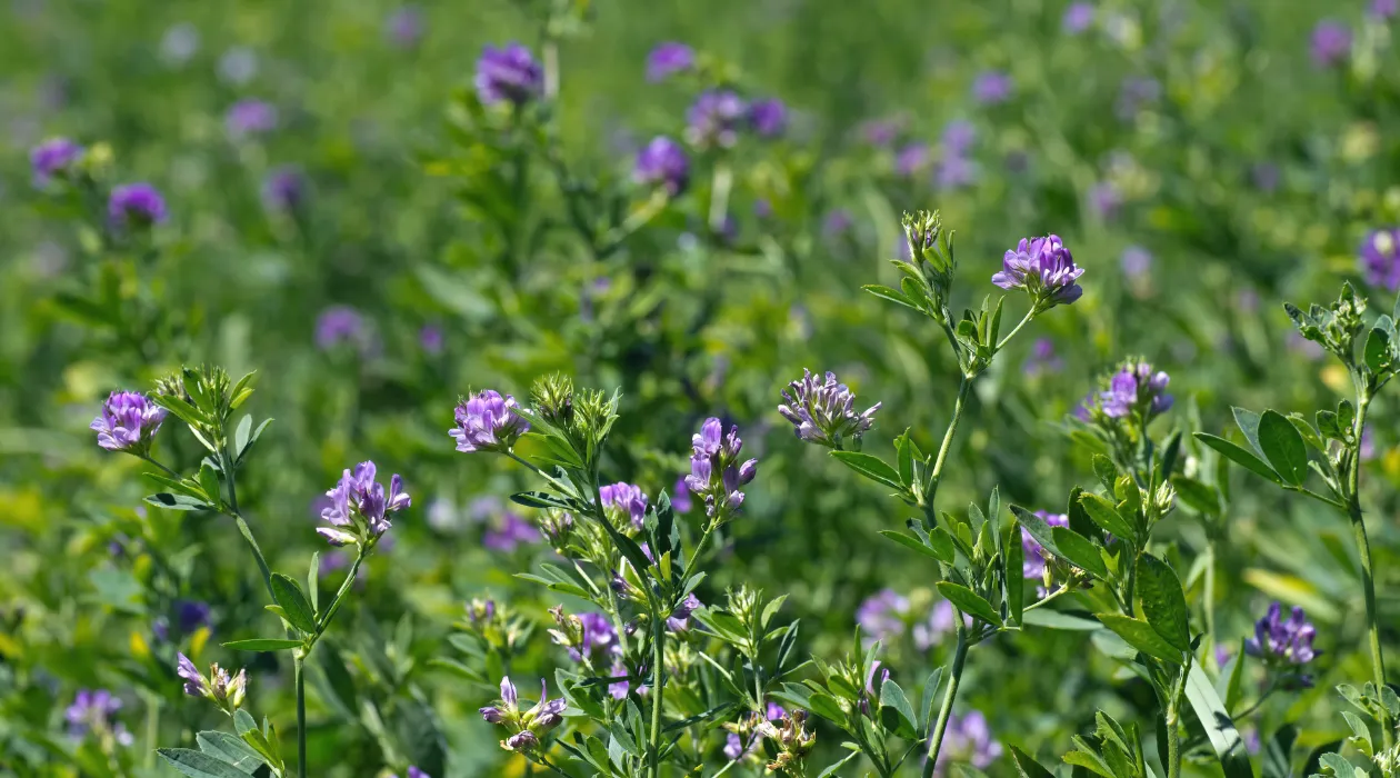 Alfalfa hay