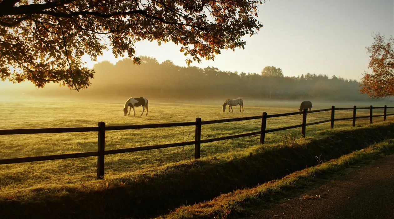 Horses grazing in the field