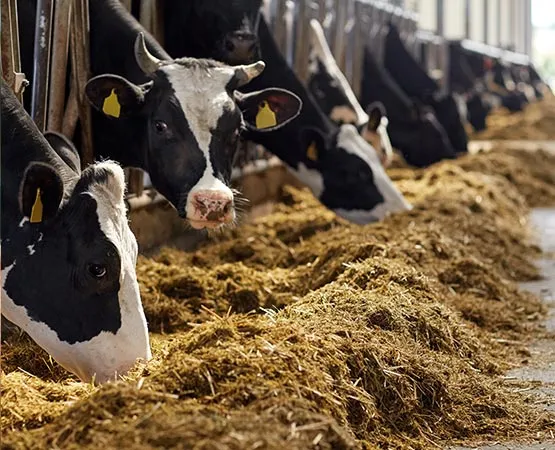 Cattle feeding guide