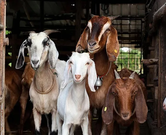 Goats feeding guide