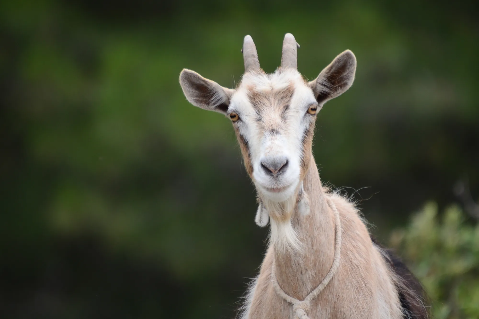 Premium forage replacement for goats