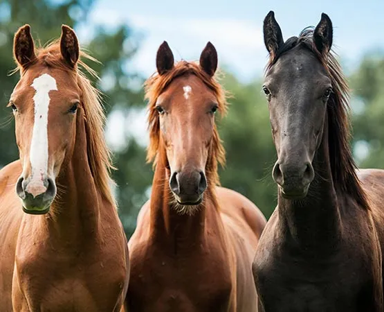 Horses feeding guide