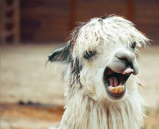 Llamas and alpacas feeding guide