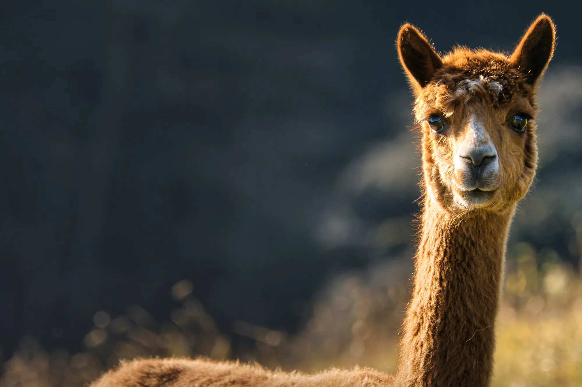 Premium forage replacement for llamas