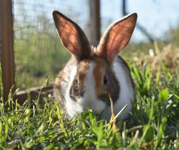 Rabbits feeding guide