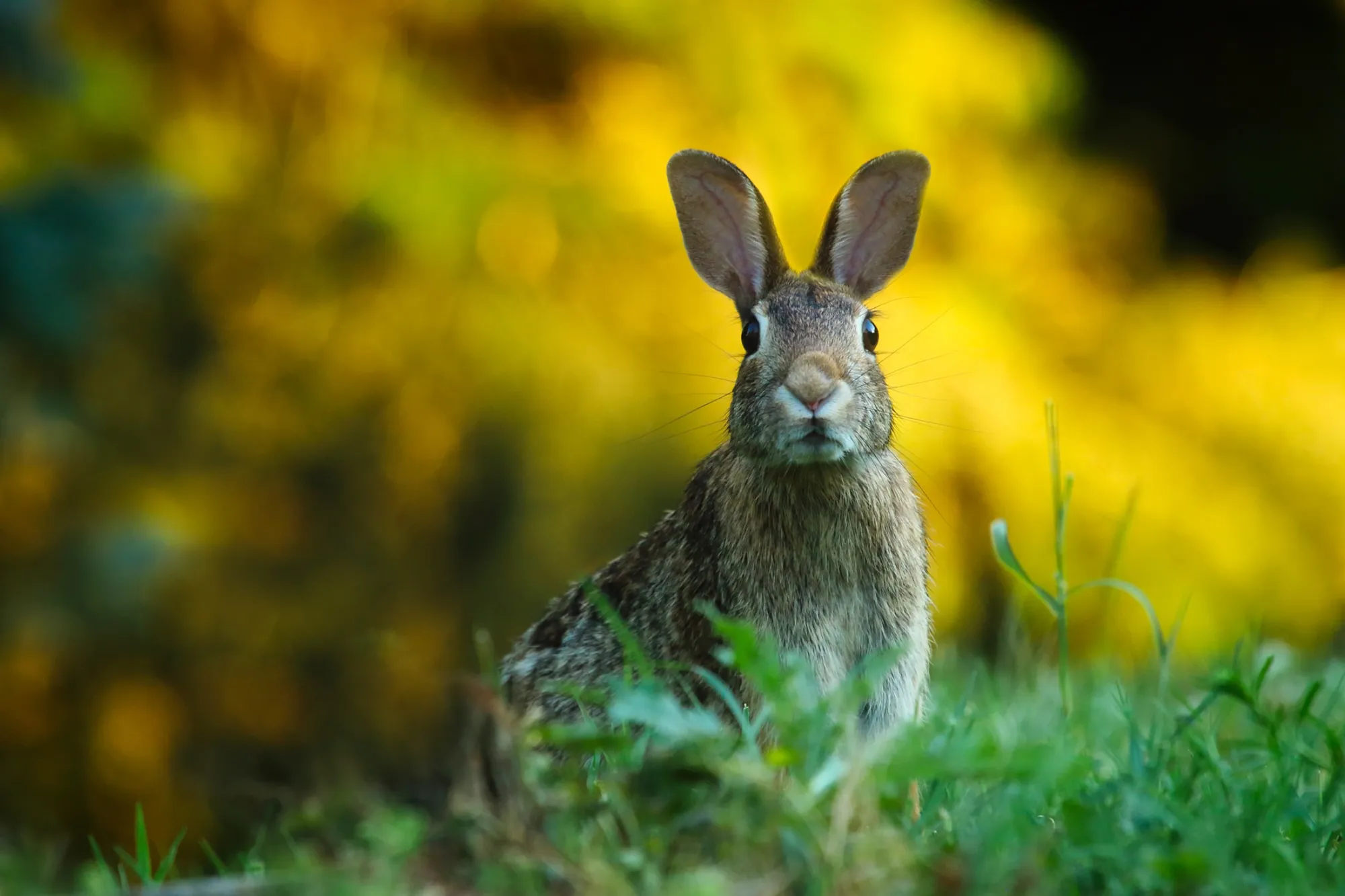 Premium forage replacement for rabbits