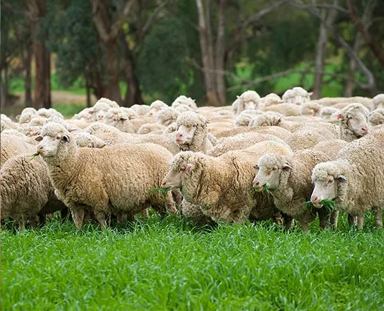 Sheep feeding guide
