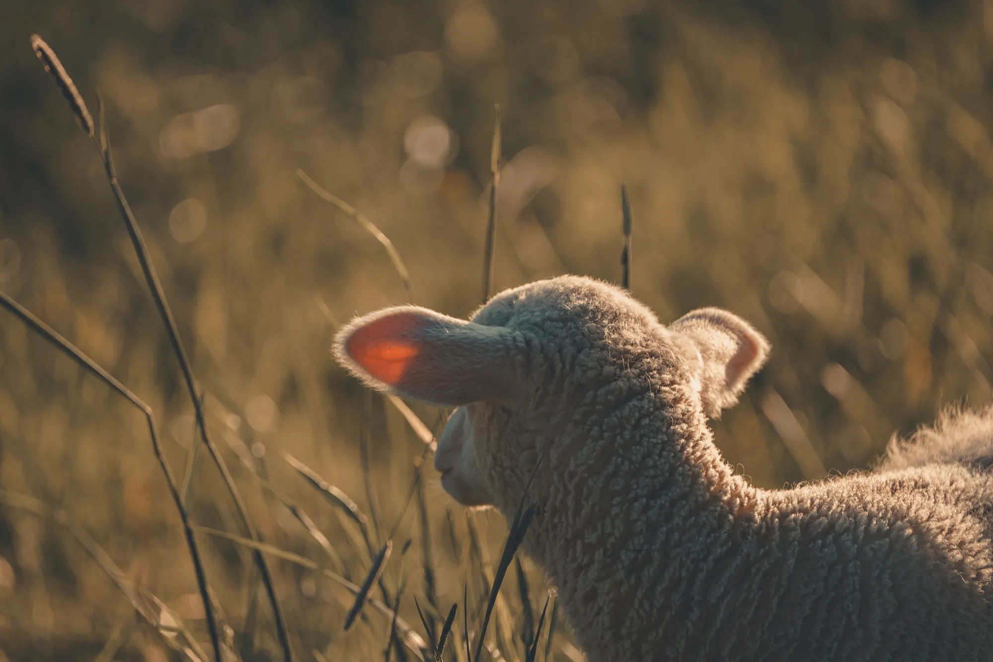 Premium forage replacement for sheep