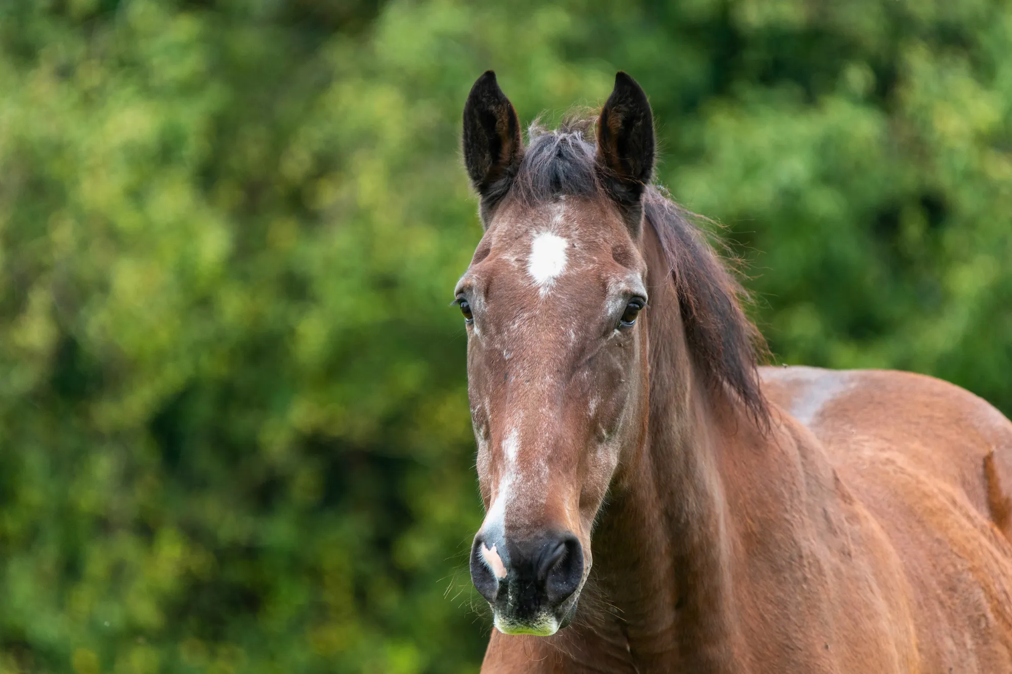 Premium forage replacement for horses