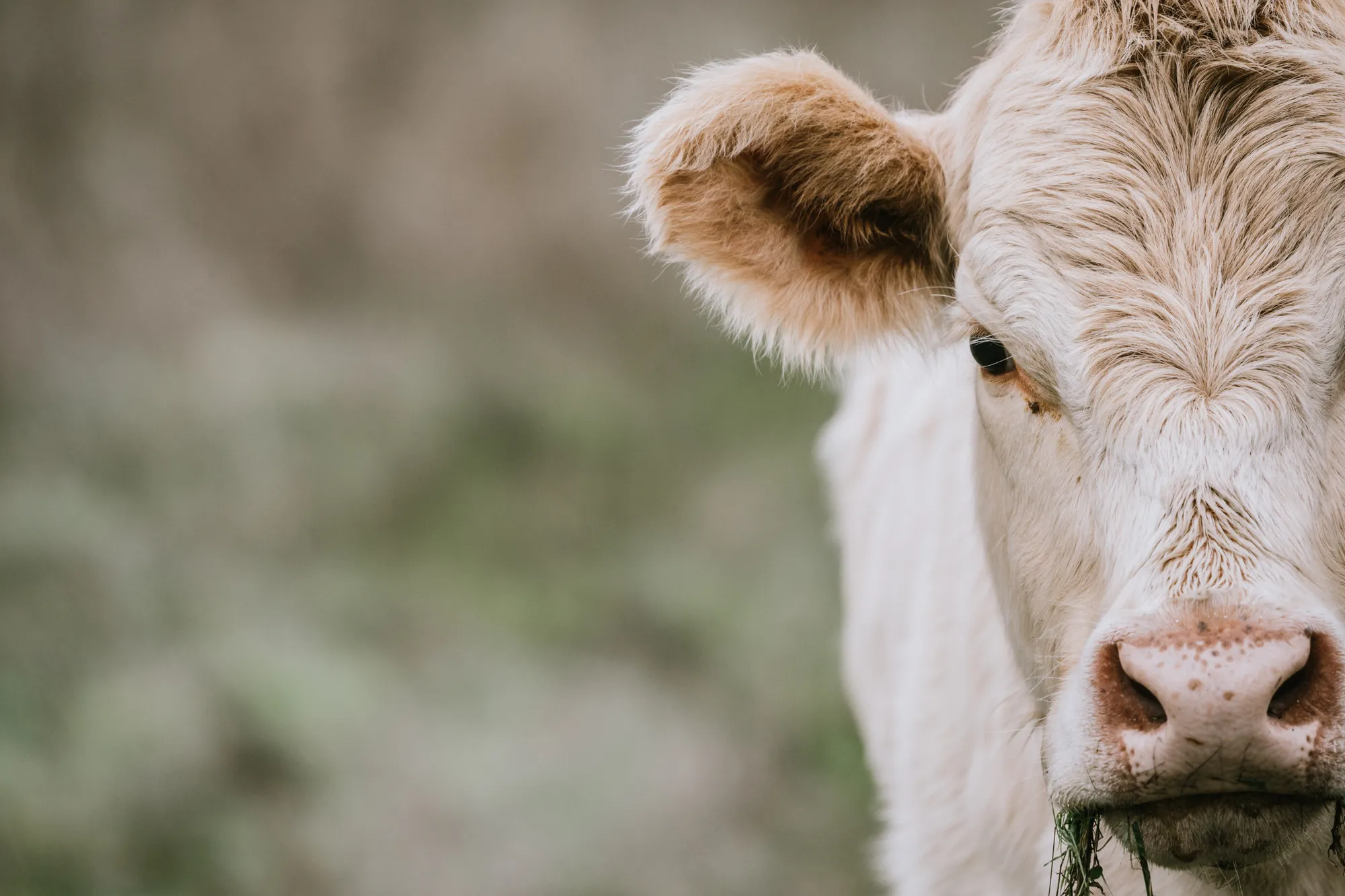 Premium forage replacement for cattle